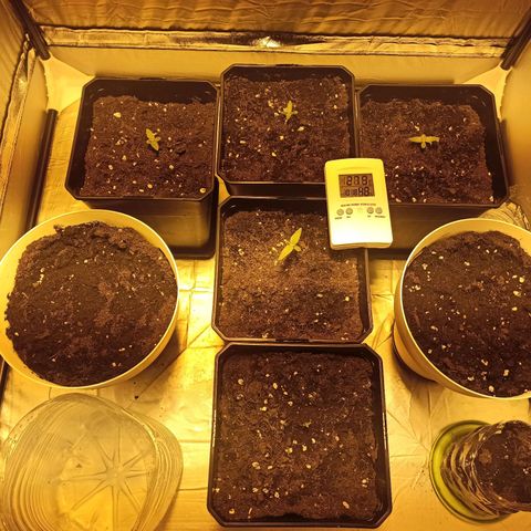 4 MAXI GOMS growlog photo: 21:17