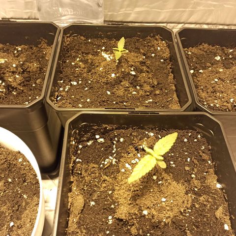 4 MAXI GOMS growlog timeline photo