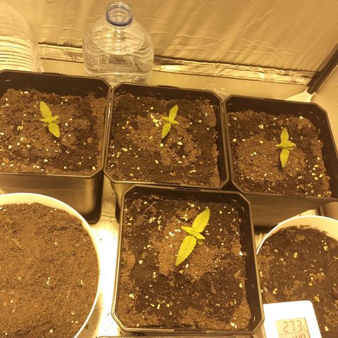 4 MAXI GOMS growlog timeline photo