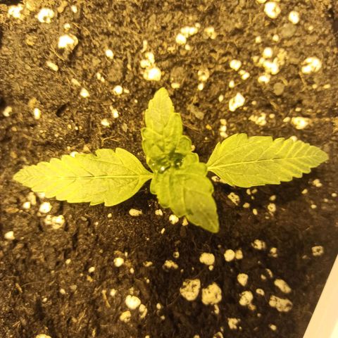 4 MAXI GOMS growlog photo: Deforme