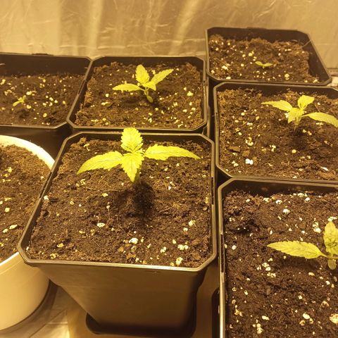 4 MAXI GOMS growlog timeline photo