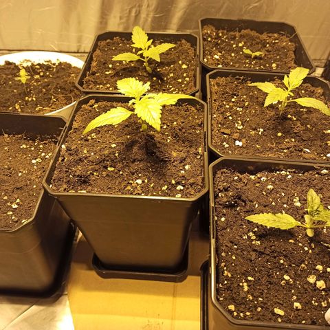 4 MAXI GOMS growlog timeline photo