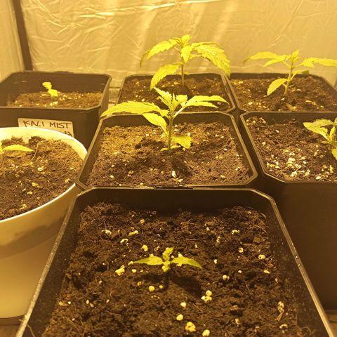 4 MAXI GOMS growlog timeline photo