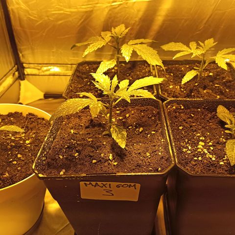 4 MAXI GOMS growlog timeline photo