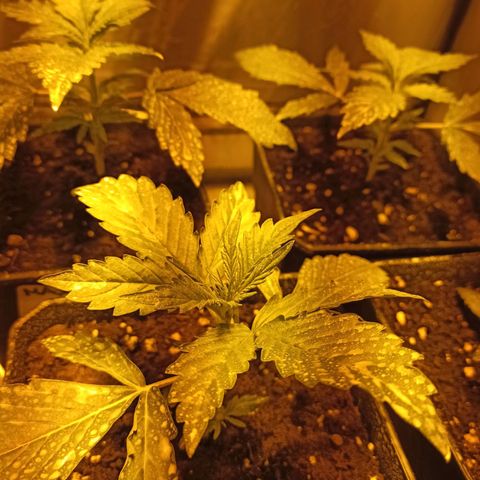 4 MAXI GOMS growlog timeline photo