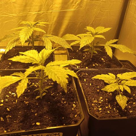 4 MAXI GOMS growlog timeline photo