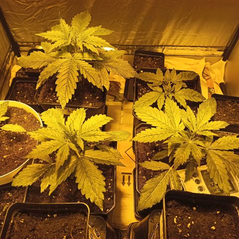 4 MAXI GOMS growlog timeline photo