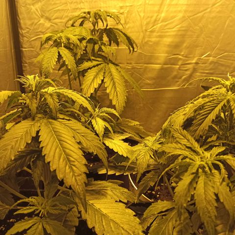 4 MAXI GOMS growlog timeline photo
