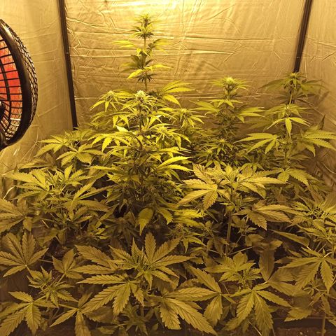 4 CREAM CARAMEL (1-4)  growlog timeline photo