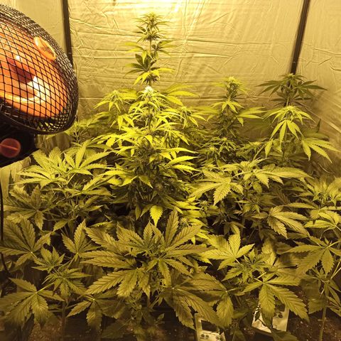 4 CREAM CARAMEL (1-4)  growlog timeline photo