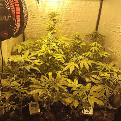 4 CREAM CARAMEL (1-4)  growlog timeline photo
