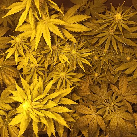 4 CREAM CARAMEL (1-4)  growlog timeline photo