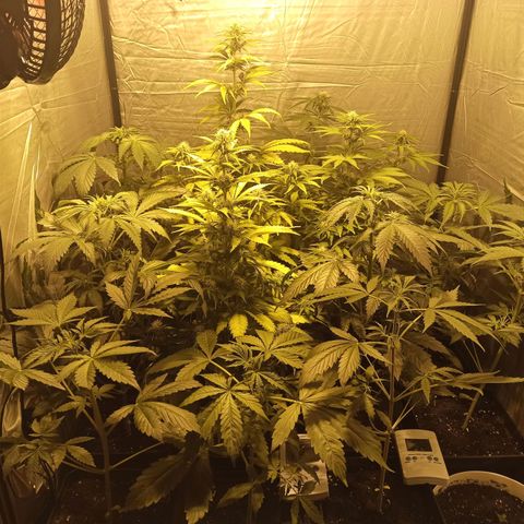 4 CREAM CARAMEL (1-4)  growlog timeline photo