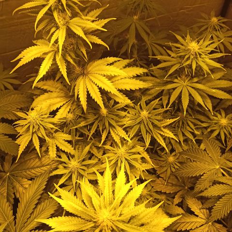 4 MAXI GOMS growlog timeline photo