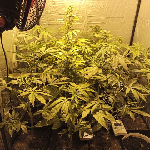 4 CREAM CARAMEL (1-4)  growlog timeline photo