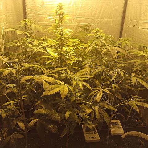 4 CREAM CARAMEL (1-4)  growlog timeline photo