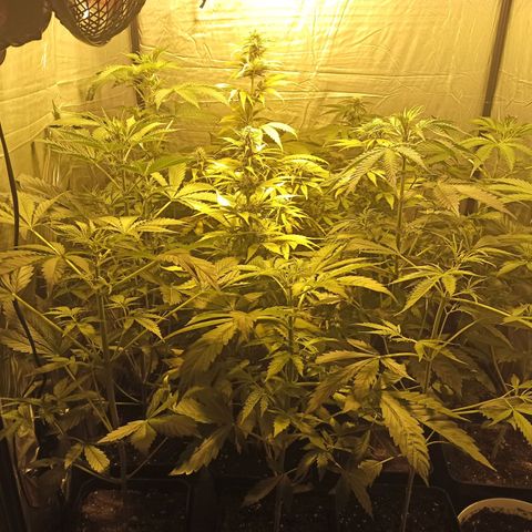 4 CREAM CARAMEL (1-4)  growlog timeline photo