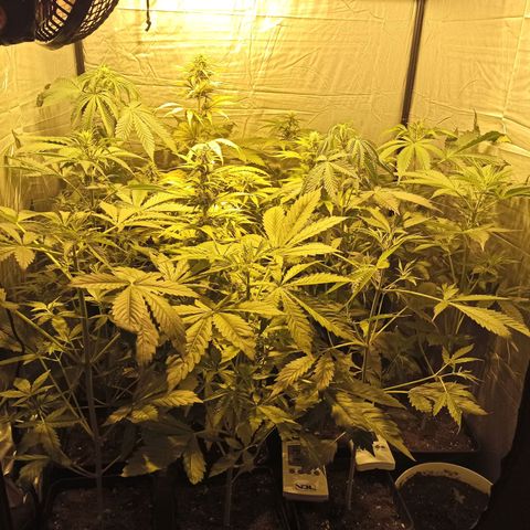 4 CREAM CARAMEL (1-4)  growlog timeline photo
