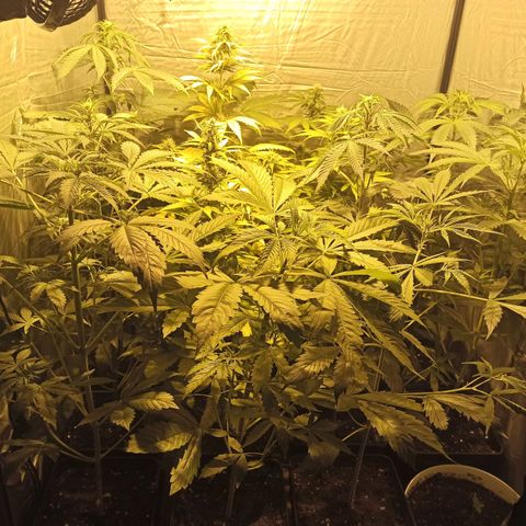 4 CREAM CARAMEL (1-4)  growlog timeline photo