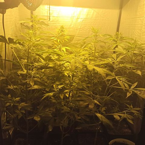 4 CREAM CARAMEL (1-4)  growlog timeline photo