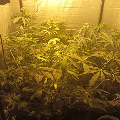 4 CREAM CARAMEL (1-4)  growlog timeline photo