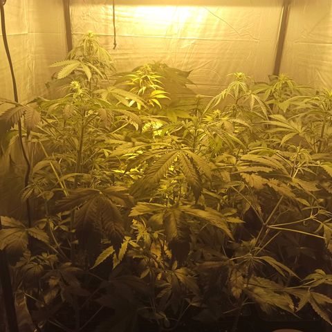 4 CREAM CARAMEL (1-4)  growlog timeline photo
