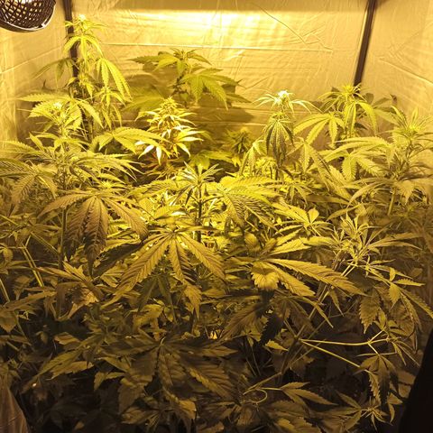 4 CREAM CARAMEL (1-4)  growlog timeline photo