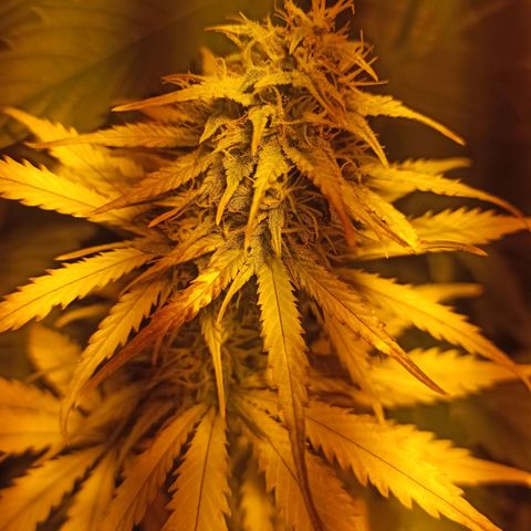 4 MAXI GOMS growlog timeline photo