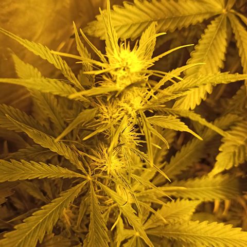 4 CREAM CARAMEL (1-4)  growlog timeline photo