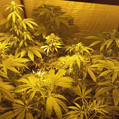4 CREAM CARAMEL (1-4)  growlog timeline photo