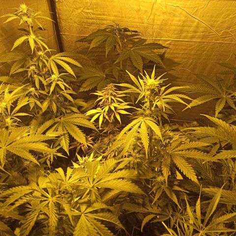 4 CREAM CARAMEL (1-4)  growlog timeline photo