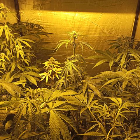 4 CREAM CARAMEL (1-4)  growlog timeline photo