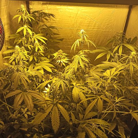 4 CREAM CARAMEL (1-4)  growlog timeline photo
