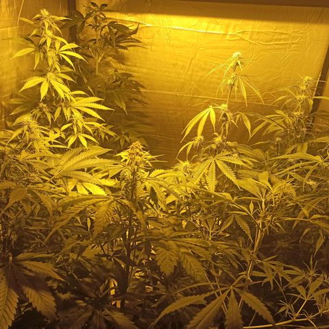 4 CREAM CARAMEL (1-4)  growlog timeline photo