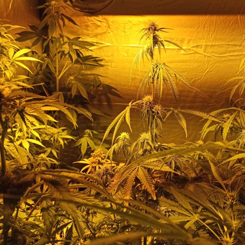 4 CREAM CARAMEL (1-4)  growlog timeline photo