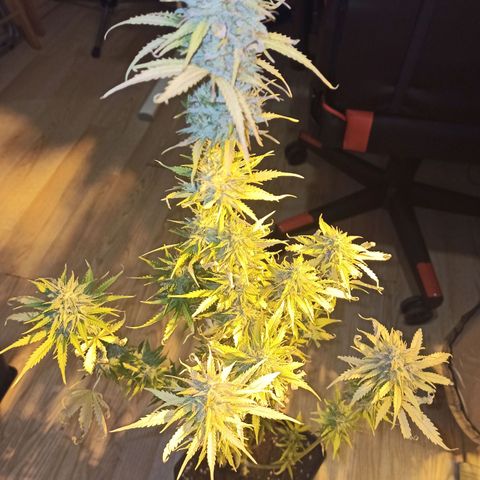 4 MAXI GOMS growlog photo: Maxi Gom 1