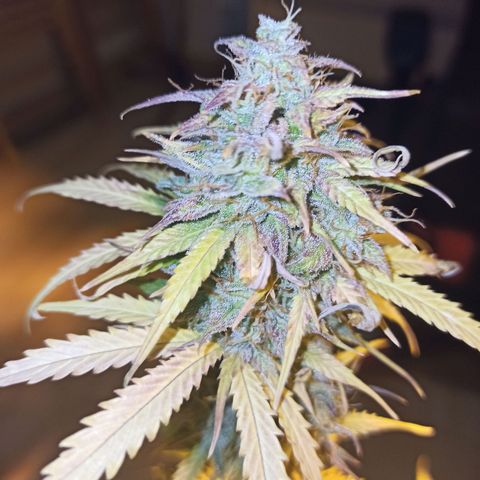 4 MAXI GOMS growlog photo: Maxi Gom 1 Punta