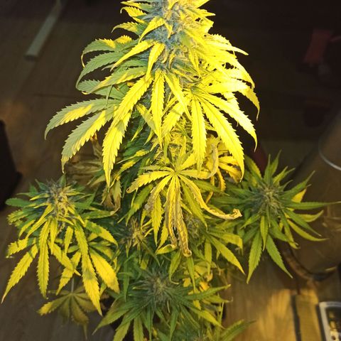 4 MAXI GOMS growlog photo: Maxi Gom 2