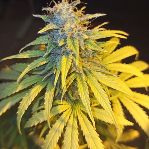 4 MAXI GOMS growlog photo: Maxi Gom 2 punta