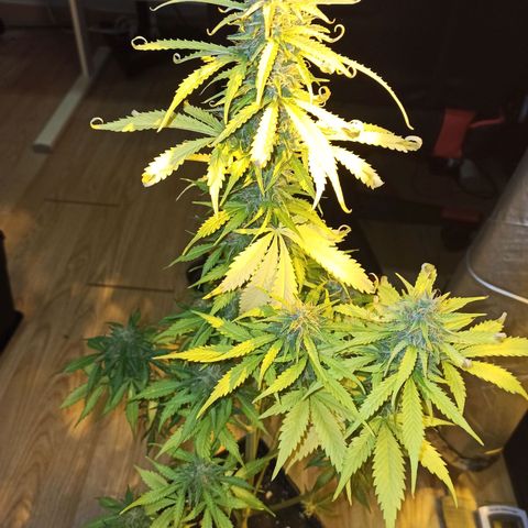 4 MAXI GOMS growlog photo: Maxi Gom 3