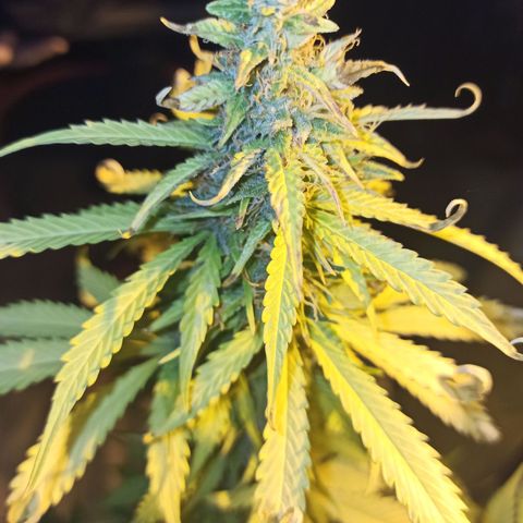 4 MAXI GOMS growlog photo: Maxi Gom 3 punta