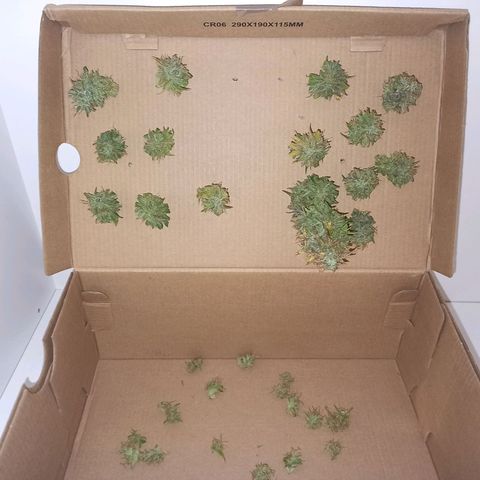 4 MAXI GOMS growlog photo: MG1 20 Gramos