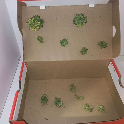 4 MAXI GOMS growlog photo: MG 2 y 3 puntas 20 gr