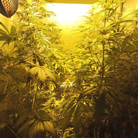 4 CREAM CARAMEL (1-4)  growlog timeline photo