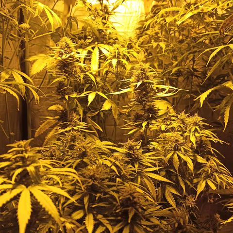 4 CREAM CARAMEL (1-4)  growlog timeline photo