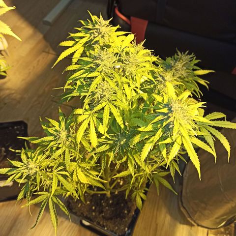 4 MAXI GOMS growlog photo: MG 2
