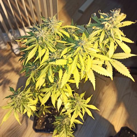 4 MAXI GOMS growlog photo: MG3