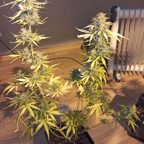 4 MAXI GOMS growlog photo: MG 4
