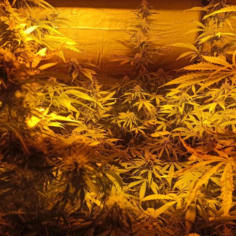 4 CREAM CARAMEL (1-4)  growlog timeline photo