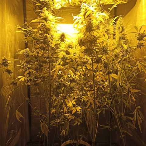 4 CREAM CARAMEL (1-4)  growlog timeline photo